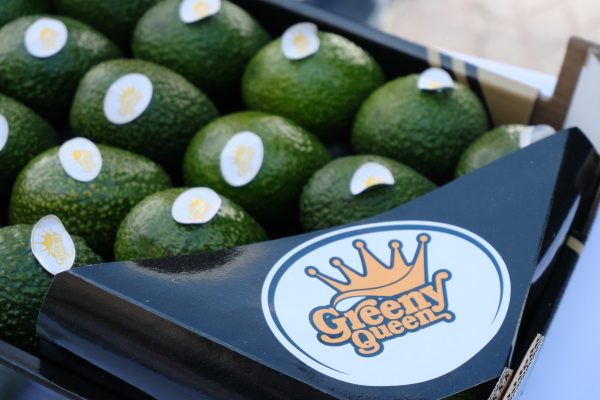 Aguacate Greeny Queen 4 Kg