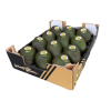 Aguacate Greeny Queen 4 Kg